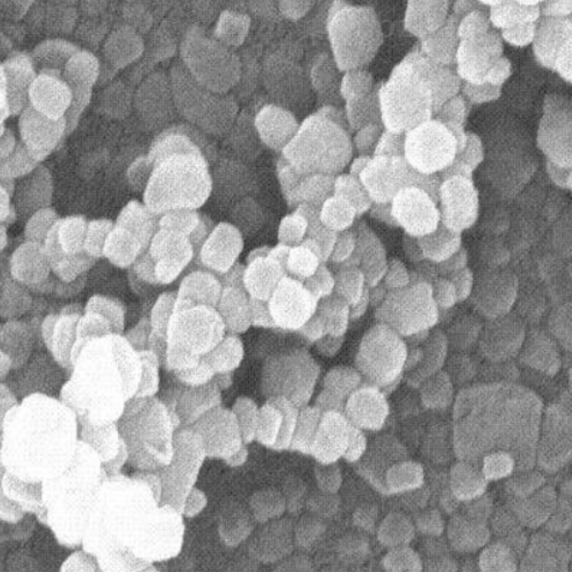 激光共聚焦实验