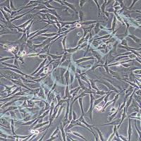 TC-1(小鼠肺上皮细胞) 价格丨TC1细胞 逸漠(immocell)