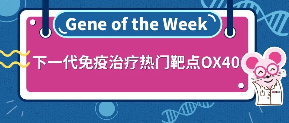 OX40人源化小鼠，助力肿瘤研究