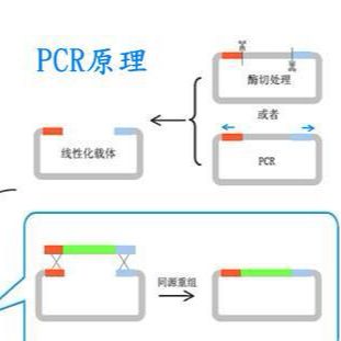 小麦内标准acc1基因PCR试剂盒