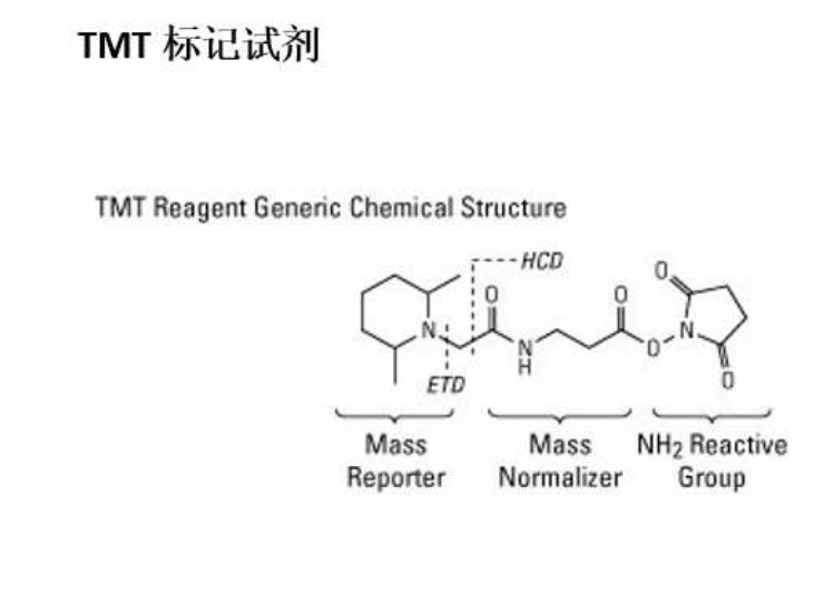 TMT蛋白组学实验