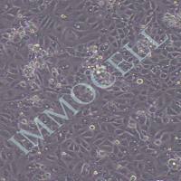 ST猪睾丸丨st细胞丨ST猪睾丸细胞丨逸漠(immocell)