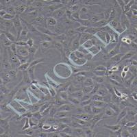 VERO非洲绿猴肾细胞丨vero细胞株