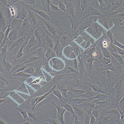 小鼠颅顶前骨亚克隆 价格丨MC3T3-E1Subclone 14细胞株