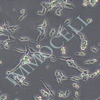 MC38小鼠结肠癌细胞/mc38细胞/小鼠结肠癌细胞