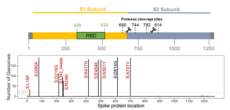 近期新冠病毒突变体研究进展及相关科研试剂