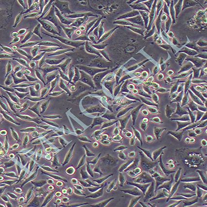 L929小鼠成纤维细胞丨l929细胞丨小鼠成纤维细胞