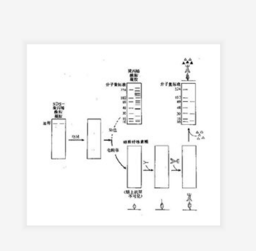 WB蛋白免疫印迹技术