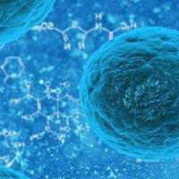 血管生成技术实验