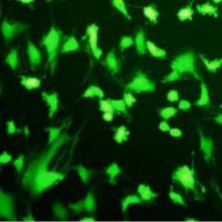 细胞活性氧检测服务