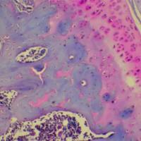 病理特殊染色实验