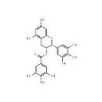 (-)-表没食子儿茶素没食子酸酯989-51-5
