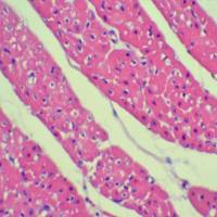 肾脏HE染色实验