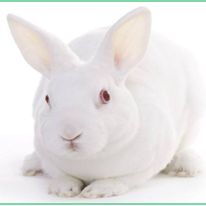 兔多克隆抗体定制