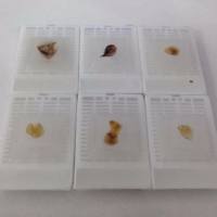 石蜡包埋实验服务