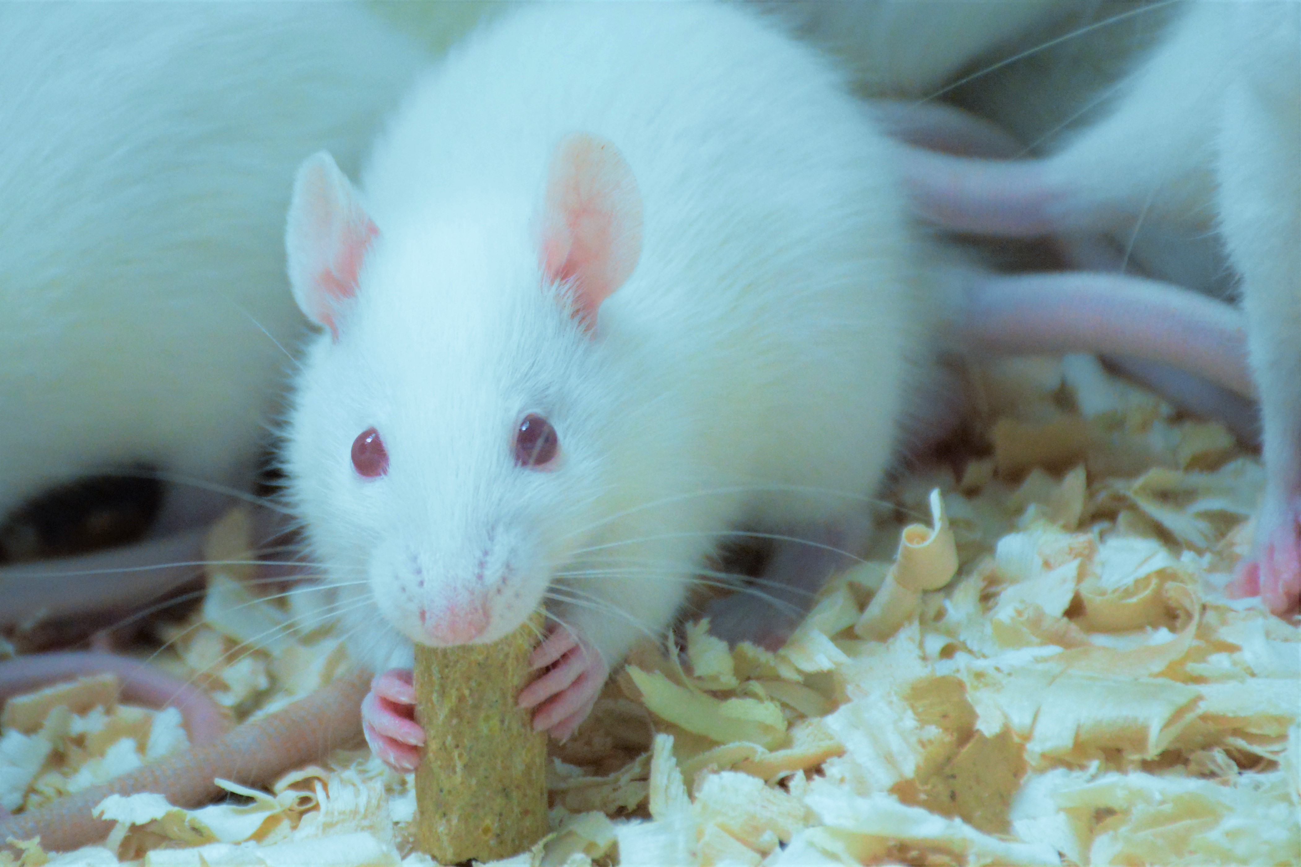 哮喘模型构建服务