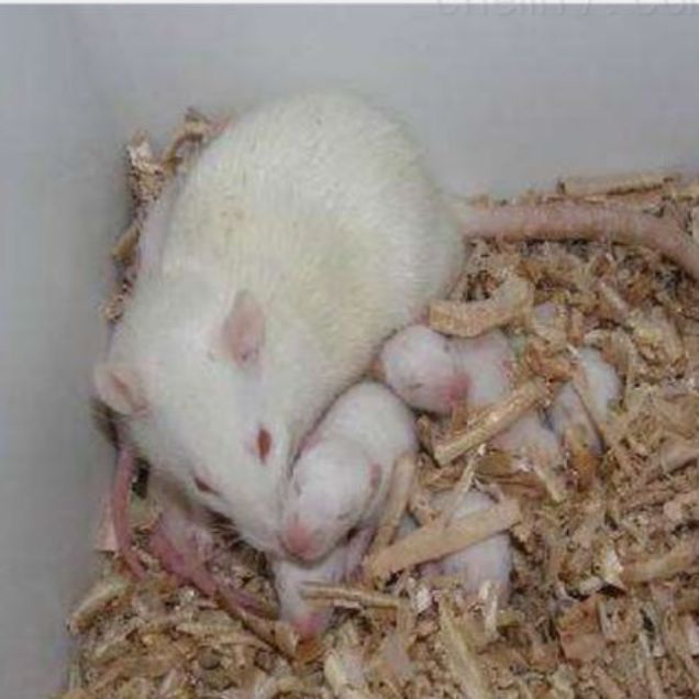 哺乳期大鼠饲养实验技术服务