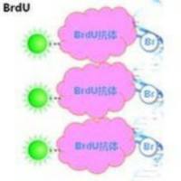 EdU检测法