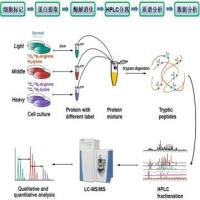 SILAC定量蛋白质组学分析