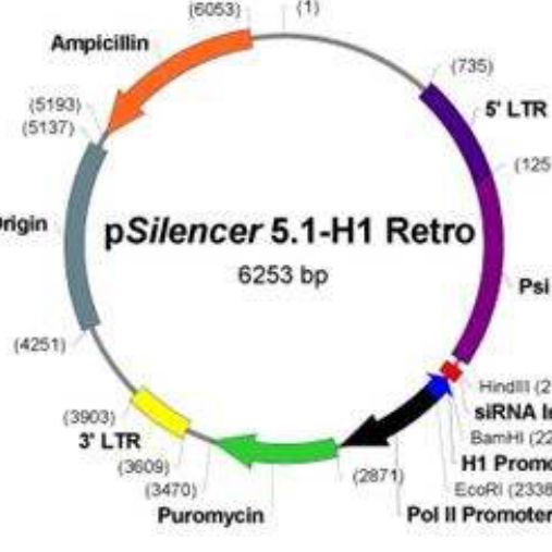 质粒转染实验服务
