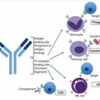 单克隆抗体定制服务