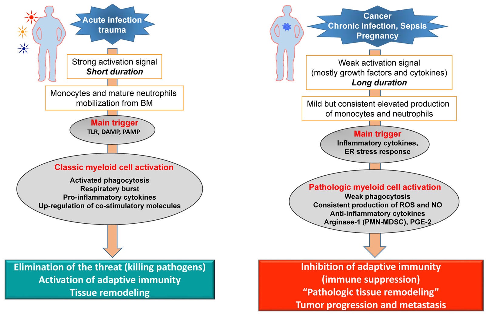 MDSC: 生僻但关键的肿瘤免疫新类群