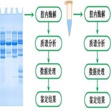 蛋白质相互作用谱分析产品图