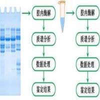 蛋白质相互作用谱分析 蛋白质组学/蛋白组