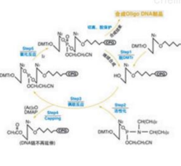 全基因合成实验技术服务