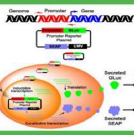荧光素酶报告基因检测技术服务