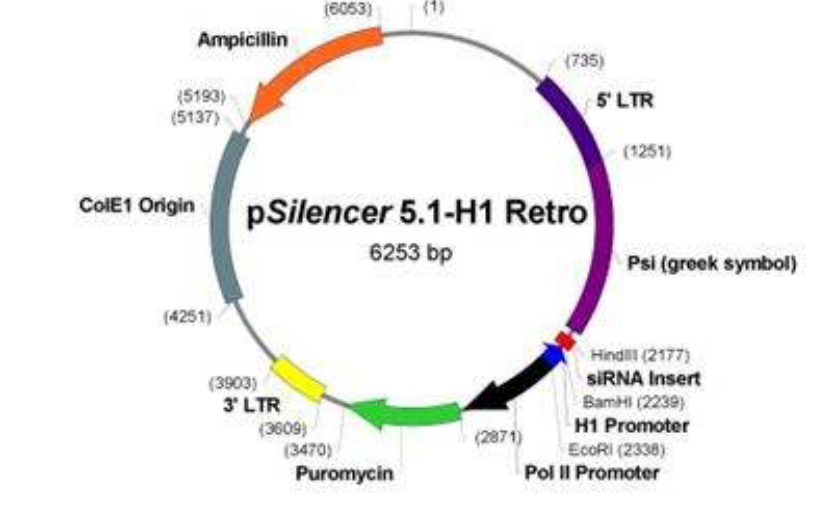 质粒转染实验服务