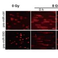 彗星实验技术服务