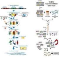 外显子组测序实验