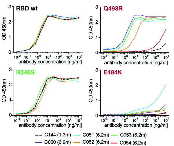 究竟是道高一尺还是魔高一丈？Nature新冠病毒抗体免疫研究进展