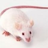 动物脑缺血模型构建服务