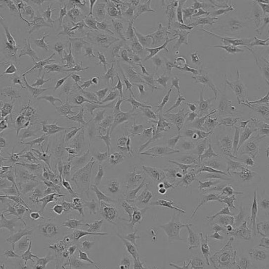 6-10B细胞人鼻咽癌细胞实验