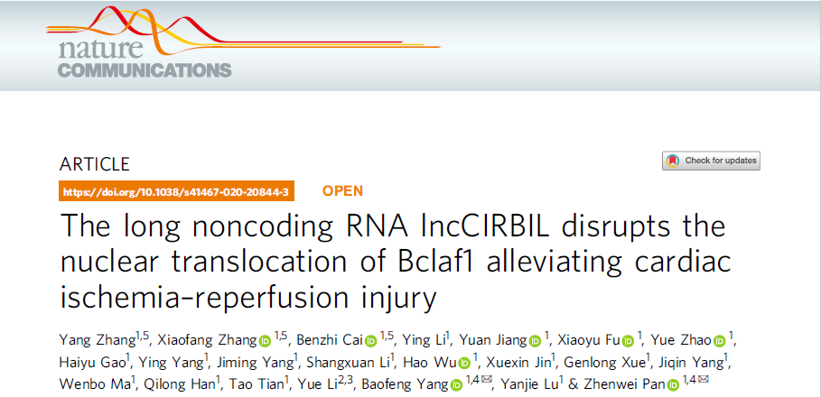 赛业生物基因编辑小鼠助力心脏缺血再灌注损伤机制研究