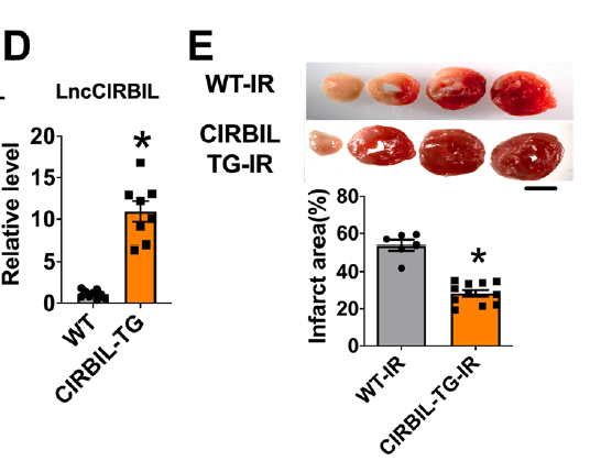 赛业生物基因编辑小鼠助力心脏缺血再灌注损伤机制研究