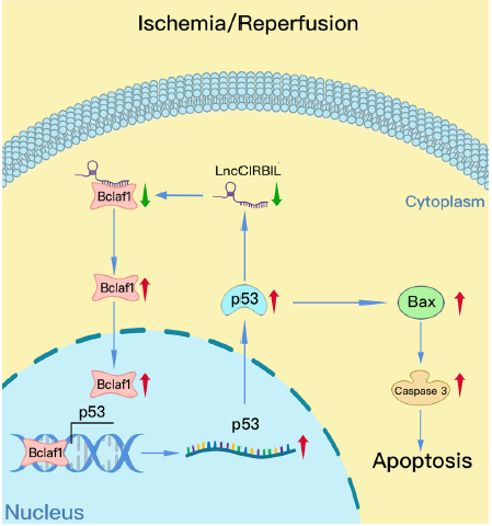 赛业生物基因编辑小鼠助力心脏缺血再灌注损伤机制研究