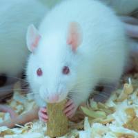 动物新物体识别实验