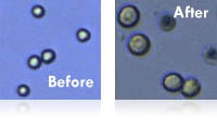 Images from experiments involving SF9 or SF21 cells from the Cellometer Auto T4