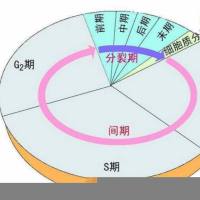 细胞周期检测实验