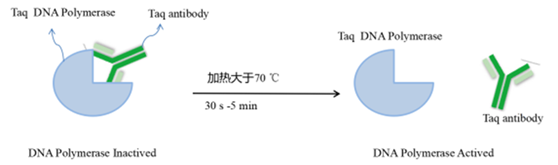 Taq antibody封闭机制深度解读