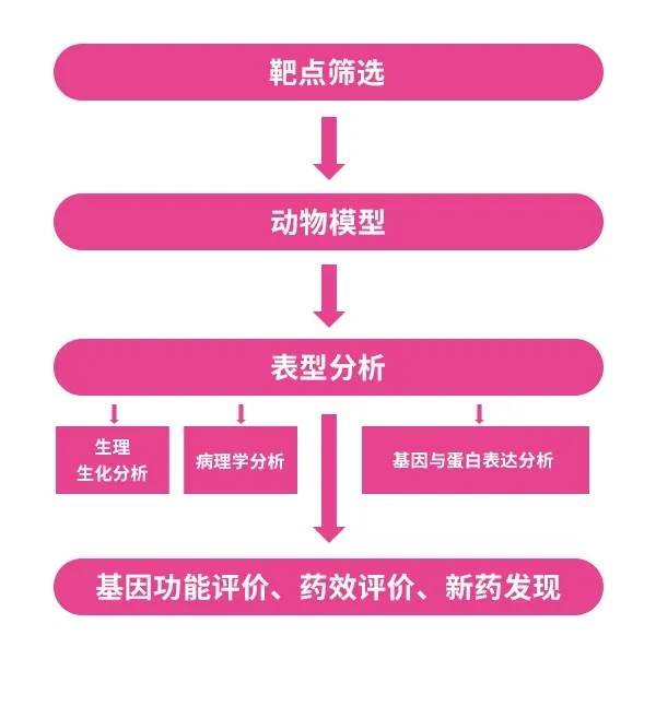 深耕模式动物服务15年，赛业生物为您的研究保驾护航