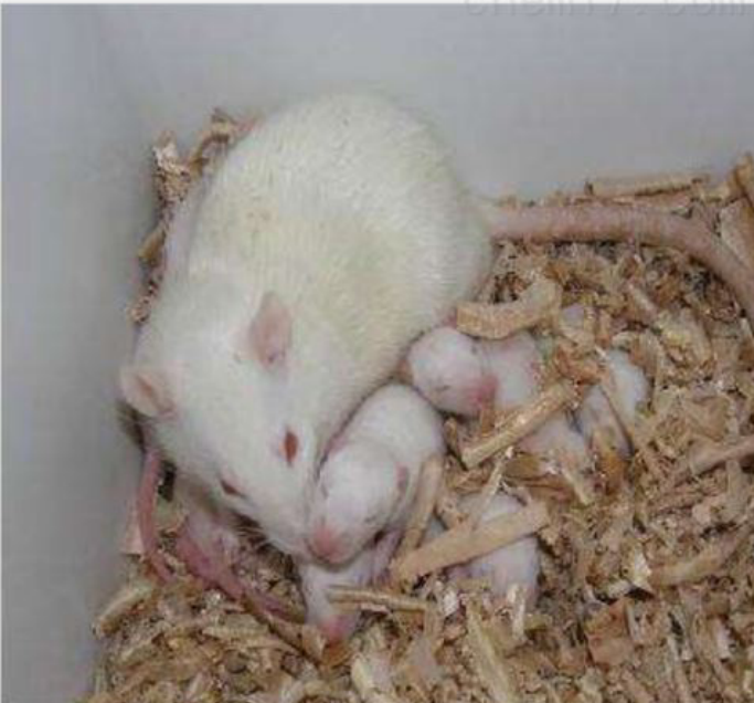 产后抑郁动物模型构建