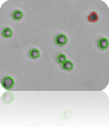 Counted bright field Image from Cellometer Auto T4