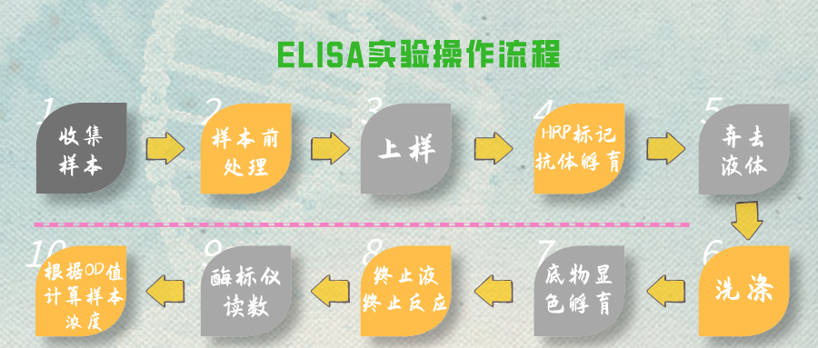 ELISA试剂盒操作流程