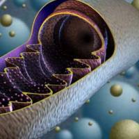 线粒体膜电位检测服务