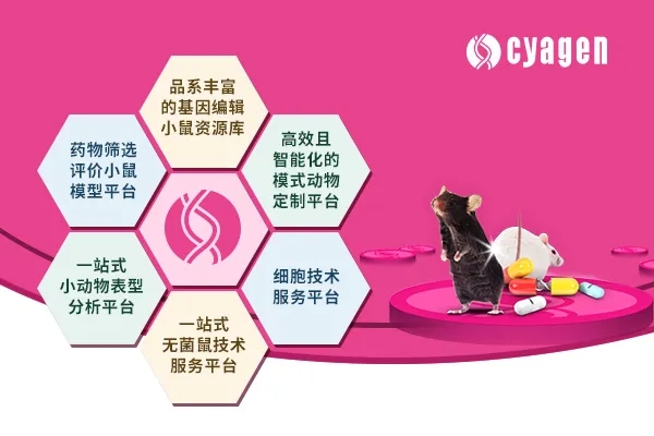 深耕模式动物服务15年，赛业生物为您的研究保驾护航