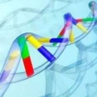 真核表达载体构建实验